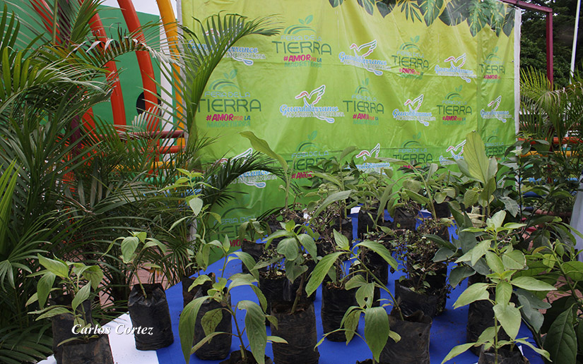 PLANTAS1